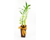 Lucky Bamboo Large